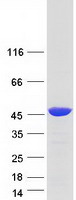 Coomassie blue staining of purified RBM4 protein (Cat# TP307607). The protein was produced from HEK293T cells transfected with RBM4 cDNA clone (Cat# RC207607) using MegaTran 2.0 (Cat# TT210002).