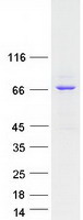 Coomassie blue staining of purified ANKRD13B protein (Cat# TP307669). The protein was produced from HEK293T cells transfected with ANKRD13B cDNA clone (Cat# RC207669) using MegaTran 2.0 (Cat# TT210002).