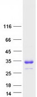 Coomassie blue staining of purified TMUB1 protein (Cat# TP307700). The protein was produced from HEK293T cells transfected with TMUB1 cDNA clone (Cat# RC207700) using MegaTran 2.0 (Cat# TT210002).