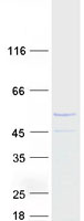 Coomassie blue staining of purified CCNJL protein (Cat# TP307852). The protein was produced from HEK293T cells transfected with CCNJL cDNA clone (Cat# RC207852) using MegaTran 2.0 (Cat# TT210002).
