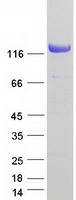 Coomassie blue staining of purified NOMO3 protein (Cat# TP307887). The protein was produced from HEK293T cells transfected with NOMO3 cDNA clone (Cat# RC207887) using MegaTran 2.0 (Cat# TT210002).