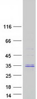 Coomassie blue staining of purified C9orf40 protein (Cat# TP308042). The protein was produced from HEK293T cells transfected with C9orf40 cDNA clone (Cat# RC208042) using MegaTran 2.0 (Cat# TT210002).