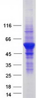 Coomassie blue staining of purified VPS4A protein (Cat# TP308099). The protein was produced from HEK293T cells transfected with VPS4A cDNA clone (Cat# RC208099) using MegaTran 2.0 (Cat# TT210002).