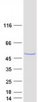Coomassie blue staining of purified SPINDOC protein (Cat# TP308181). The protein was produced from HEK293T cells transfected with SPINDOC cDNA clone (Cat# RC208181) using MegaTran 2.0 (Cat# TT210002).