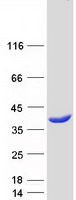 Coomassie blue staining of purified HOGA1 protein (Cat# TP308461). The protein was produced from HEK293T cells transfected with HOGA1 cDNA clone (Cat# RC208461) using MegaTran 2.0 (Cat# TT210002).