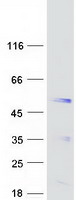 Coomassie blue staining of purified SYT5 protein (Cat# TP308528). The protein was produced from HEK293T cells transfected with SYT5 cDNA clone (Cat# RC208528) using MegaTran 2.0 (Cat# TT210002).