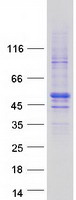 Coomassie blue staining of purified ZNHIT2 protein (Cat# TP308584). The protein was produced from HEK293T cells transfected with ZNHIT2 cDNA clone (Cat# RC208584) using MegaTran 2.0 (Cat# TT210002).