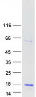 Coomassie blue staining of purified LYZL6 protein (Cat# TP308863). The protein was produced from HEK293T cells transfected with LYZL6 cDNA clone (Cat# RC208863) using MegaTran 2.0 (Cat# TT210002).