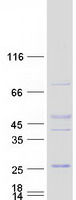 Coomassie blue staining of purified GAPT protein (Cat# TP309003). The protein was produced from HEK293T cells transfected with GAPT cDNA clone (Cat# RC209003) using MegaTran 2.0 (Cat# TT210002).