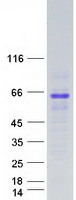 Coomassie blue staining of purified VANGL1 protein (Cat# TP309024). The protein was produced from HEK293T cells transfected with VANGL1 cDNA clone (Cat# RC209024) using MegaTran 2.0 (Cat# TT210002).