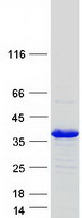 Coomassie blue staining of purified STX1B protein (Cat# TP309124). The protein was produced from HEK293T cells transfected with STX1B cDNA clone (Cat# RC209124) using MegaTran 2.0 (Cat# TT210002).
