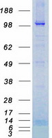 Coomassie blue staining of purified NPR1 protein (Cat# TP309267). The protein was produced from HEK293T cells transfected with NPR1 cDNA clone (Cat# RC209267) using MegaTran 2.0 (Cat# TT210002).