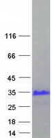 Coomassie blue staining of purified XAGE3 protein (Cat# TP309351). The protein was produced from HEK293T cells transfected with XAGE3 cDNA clone (Cat# RC209351) using MegaTran 2.0 (Cat# TT210002).