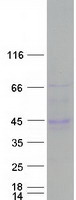 Coomassie blue staining of purified C6orf58 protein (Cat# TP309372). The protein was produced from HEK293T cells transfected with C6orf58 cDNA clone (Cat# RC209372) using MegaTran 2.0 (Cat# TT210002).