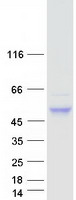 Coomassie blue staining of purified CNOT11 protein (Cat# TP309407). The protein was produced from HEK293T cells transfected with CNOT11 cDNA clone (Cat# RC209407) using MegaTran 2.0 (Cat# TT210002).