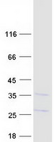 Coomassie blue staining of purified FDX2 protein (Cat# TP309470). The protein was produced from HEK293T cells transfected with FDX2 cDNA clone (Cat# RC209470) using MegaTran 2.0 (Cat# TT210002).