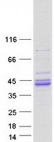 Coomassie blue staining of purified C1orf198 protein (Cat# TP309490). The protein was produced from HEK293T cells transfected with C1orf198 cDNA clone (Cat# RC209490) using MegaTran 2.0 (Cat# TT210002).
