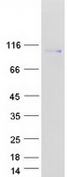 Coomassie blue staining of purified CEP85 protein (Cat# TP309507). The protein was produced from HEK293T cells transfected with CEP85 cDNA clone (Cat# RC209507) using MegaTran 2.0 (Cat# TT210002).