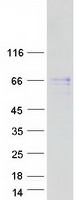 Coomassie blue staining of purified FAM13C protein (Cat# TP309580). The protein was produced from HEK293T cells transfected with FAM13C cDNA clone (Cat# RC209580) using MegaTran 2.0 (Cat# TT210002).