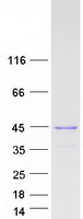 Coomassie blue staining of purified C1orf174 protein (Cat# TP309625). The protein was produced from HEK293T cells transfected with C1orf174 cDNA clone (Cat# RC209625) using MegaTran 2.0 (Cat# TT210002).