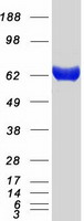 Coomassie blue staining of purified IVNS1ABP protein (Cat# TP309701). The protein was produced from HEK293T cells transfected with IVNS1ABP cDNA clone (Cat# RC209701) using MegaTran 2.0 (Cat# TT210002).