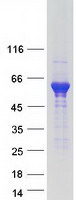 Coomassie blue staining of purified IRGC protein (Cat# TP309793). The protein was produced from HEK293T cells transfected with IRGC cDNA clone (Cat# RC209793) using MegaTran 2.0 (Cat# TT210002).