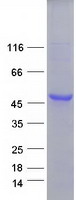 Coomassie blue staining of purified RPSA protein (Cat# TP309795). The protein was produced from HEK293T cells transfected with RPSA cDNA clone (Cat# RC209795) using MegaTran 2.0 (Cat# TT210002).