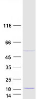 Coomassie blue staining of purified CDPF1 protein (Cat# TP309858). The protein was produced from HEK293T cells transfected with CDPF1 cDNA clone (Cat# RC209858) using MegaTran 2.0 (Cat# TT210002).