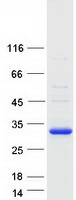 Coomassie blue staining of purified GUCD1 protein (Cat# TP309887). The protein was produced from HEK293T cells transfected with GUCD1 cDNA clone (Cat# RC209887) using MegaTran 2.0 (Cat# TT210002).