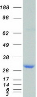 Coomassie blue staining of purified YWHAZ protein (Cat# TP309909). The protein was produced from HEK293T cells transfected with YWHAZ cDNA clone (Cat# RC209909) using MegaTran 2.0 (Cat# TT210002).