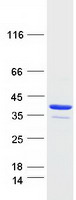 Coomassie blue staining of purified ALKBH2 protein (Cat# TP310103). The protein was produced from HEK293T cells transfected with ALKBH2 cDNA clone (Cat# RC210103) using MegaTran 2.0 (Cat# TT210002).