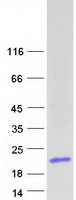 Coomassie blue staining of purified DEFA6 protein (Cat# TP310229). The protein was produced from HEK293T cells transfected with DEFA6 cDNA clone (Cat# RC210229) using MegaTran 2.0 (Cat# TT210002).