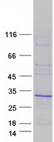 Coomassie blue staining of purified ARL4C protein (Cat# TP310286). The protein was produced from HEK293T cells transfected with ARL4C cDNA clone (Cat# RC210286) using MegaTran 2.0 (Cat# TT210002).