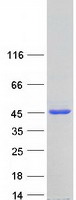 Coomassie blue staining of purified FNTA protein (Cat# TP310293). The protein was produced from HEK293T cells transfected with FNTA cDNA clone (Cat# RC210293) using MegaTran 2.0 (Cat# TT210002).