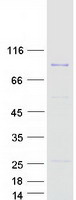 Coomassie blue staining of purified THAP12 protein (Cat# TP310314). The protein was produced from HEK293T cells transfected with THAP12 cDNA clone (Cat# RC210314) using MegaTran 2.0 (Cat# TT210002).