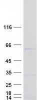 Coomassie blue staining of purified ZNF385B protein (Cat# TP310354). The protein was produced from HEK293T cells transfected with ZNF385B cDNA clone (Cat# RC210354) using MegaTran 2.0 (Cat# TT210002).