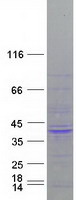 Coomassie blue staining of purified GPS2 protein (Cat# TP310464). The protein was produced from HEK293T cells transfected with GPS2 cDNA clone (Cat# RC210464) using MegaTran 2.0 (Cat# TT210002).