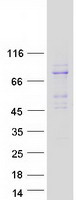 Coomassie blue staining of purified RANBP10 protein (Cat# TP310540). The protein was produced from HEK293T cells transfected with RANBP10 cDNA clone (Cat# RC210540) using MegaTran 2.0 (Cat# TT210002).