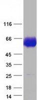 Coomassie blue staining of purified ACP2 protein (Cat# TP310562). The protein was produced from HEK293T cells transfected with ACP2 cDNA clone (Cat# RC210562) using MegaTran 2.0 (Cat# TT210002).
