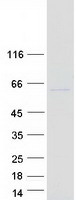 Coomassie blue staining of purified MDH1B protein (Cat# TP310625). The protein was produced from HEK293T cells transfected with MDH1B cDNA clone (Cat# RC210625) using MegaTran 2.0 (Cat# TT210002).