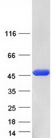 Coomassie blue staining of purified TSTA3 protein (Cat# TP310643). The protein was produced from HEK293T cells transfected with TSTA3 cDNA clone (Cat# RC210643) using MegaTran 2.0 (Cat# TT210002).