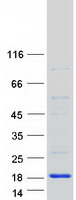 Coomassie blue staining of purified TRAPPC2L protein (Cat# TP310647). The protein was produced from HEK293T cells transfected with TRAPPC2L cDNA clone (Cat# RC210647) using MegaTran 2.0 (Cat# TT210002).