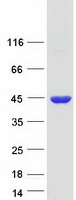 Coomassie blue staining of purified GFOD2 protein (Cat# TP310657). The protein was produced from HEK293T cells transfected with GFOD2 cDNA clone (Cat# RC210657) using MegaTran 2.0 (Cat# TT210002).