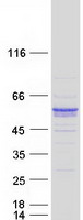 Coomassie blue staining of purified SYT13 protein (Cat# TP310849). The protein was produced from HEK293T cells transfected with SYT13 cDNA clone (Cat# RC210849) using MegaTran 2.0 (Cat# TT210002).