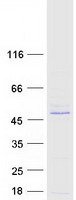 Coomassie blue staining of purified TRIM10 protein (Cat# TP310882). The protein was produced from HEK293T cells transfected with TRIM10 cDNA clone (Cat# RC210882) using MegaTran 2.0 (Cat# TT210002).