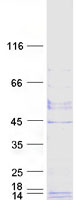 Coomassie blue staining of purified GPHA2 protein (Cat# TP310893). The protein was produced from HEK293T cells transfected with GPHA2 cDNA clone (Cat# RC210893) using MegaTran 2.0 (Cat# TT210002).