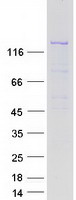 Coomassie blue staining of purified TRAPPC10 protein (Cat# TP310998). The protein was produced from HEK293T cells transfected with TRAPPC10 cDNA clone (Cat# RC210998) using MegaTran 2.0 (Cat# TT210002).