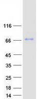 Coomassie blue staining of purified MBTD1 protein (Cat# TP311002). The protein was produced from HEK293T cells transfected with MBTD1 cDNA clone (Cat# RC211002) using MegaTran 2.0 (Cat# TT210002).