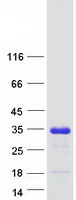 Coomassie blue staining of purified C2orf68 protein (Cat# TP311051). The protein was produced from HEK293T cells transfected with C2orf68 cDNA clone (Cat# RC211051) using MegaTran 2.0 (Cat# TT210002).