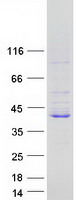 Coomassie blue staining of purified LRRC73 protein (Cat# TP311055). The protein was produced from HEK293T cells transfected with LRRC73 cDNA clone (Cat# RC211055) using MegaTran 2.0 (Cat# TT210002).